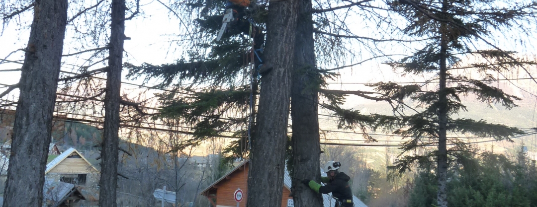 Un ensemble de grands mélèzes barraient la vue panoramique et une partie de l'ensoleillement