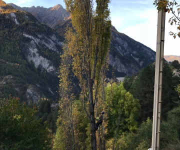 Abattage par démontage de peupliers d'Italie (Bramousse 05)