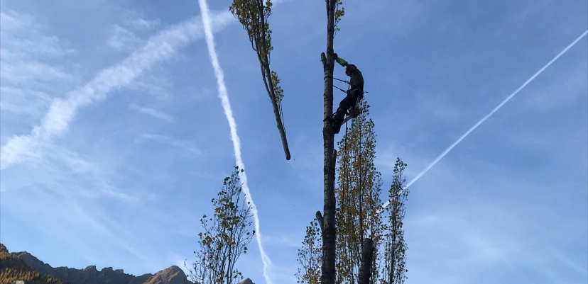 Abattage par démontage de peupliers d'Italie  (Bramousse 05)