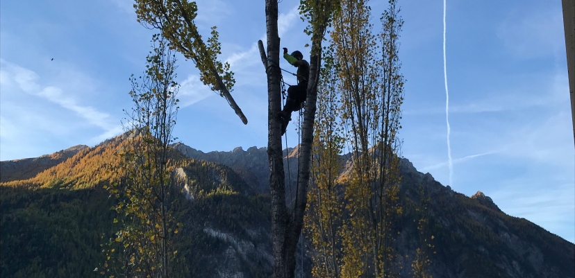 Abattage par démontage de peupliers d'Italie (Bramousse 05)