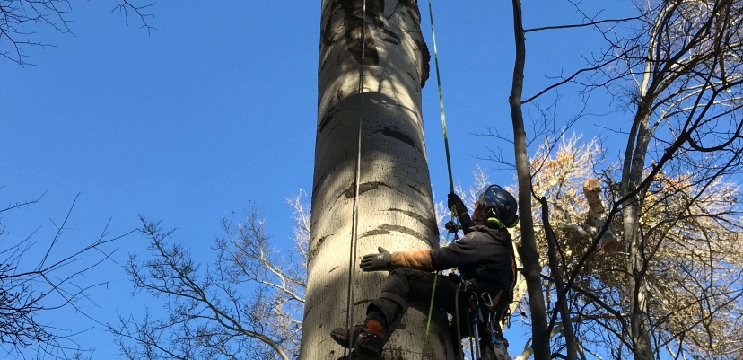 Démontage minutieux et précis, sans rétention.