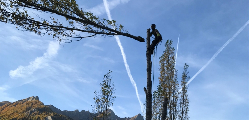 Abattage par démontage de peupliers d'Italie (Bramousse 05)