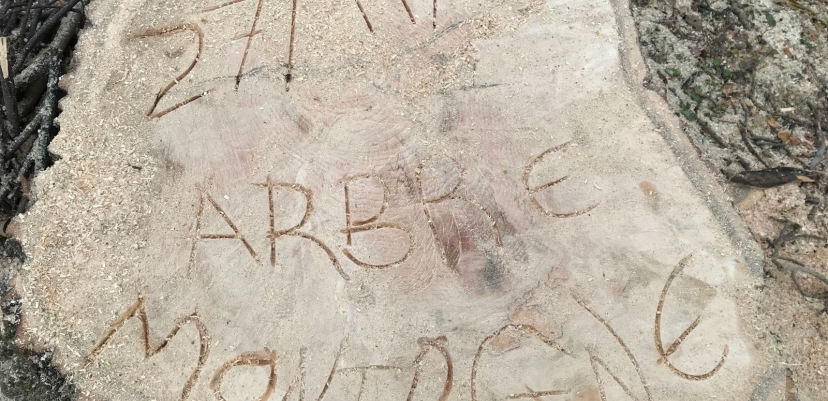 Un petit souvenir des arboristes d'Arbre et Montagne