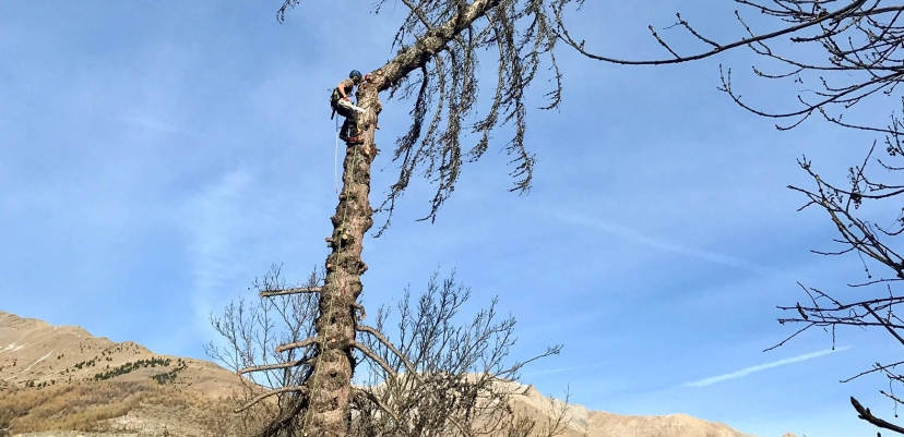 Abattage par démontage d'un vieux mélèze à Mônetier-les-Bains (05)