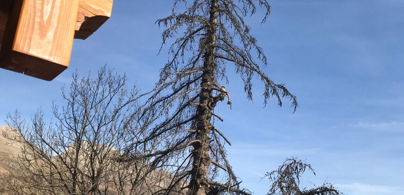 Abattage par démontage d'un vieux mélèze à Mônetier-les-Bains (05)