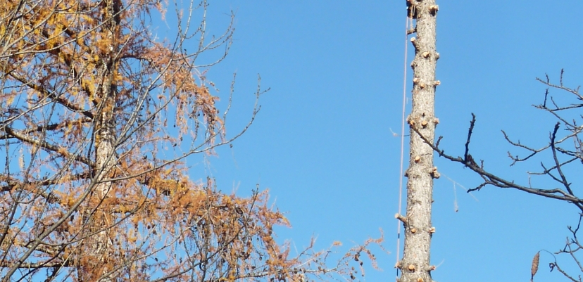 Deux grimpeurs se sont chargés du démontage des arbres.