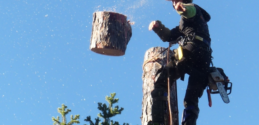 L'abattage de ces arbres a été décidé car aucune alternative satisfaisante n'était possible.