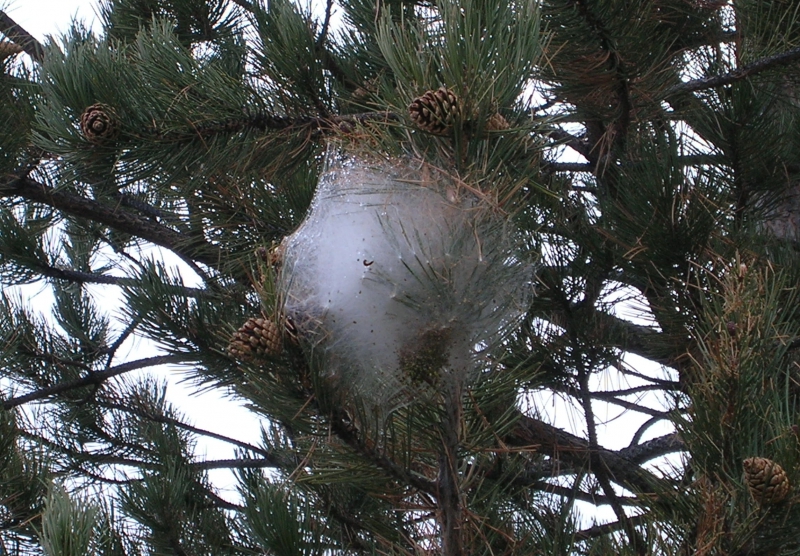 Suppression des insectes colonisateurs : chenilles processionnaires