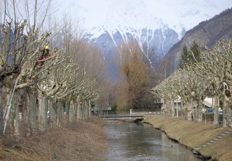 Taille architecturée de platanes