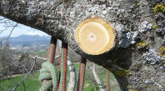 Une coupe propre pour la santé de l'arbre