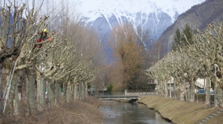 Taille architecturée d'un alignement de platanes - Bourg d'Oisans (38)